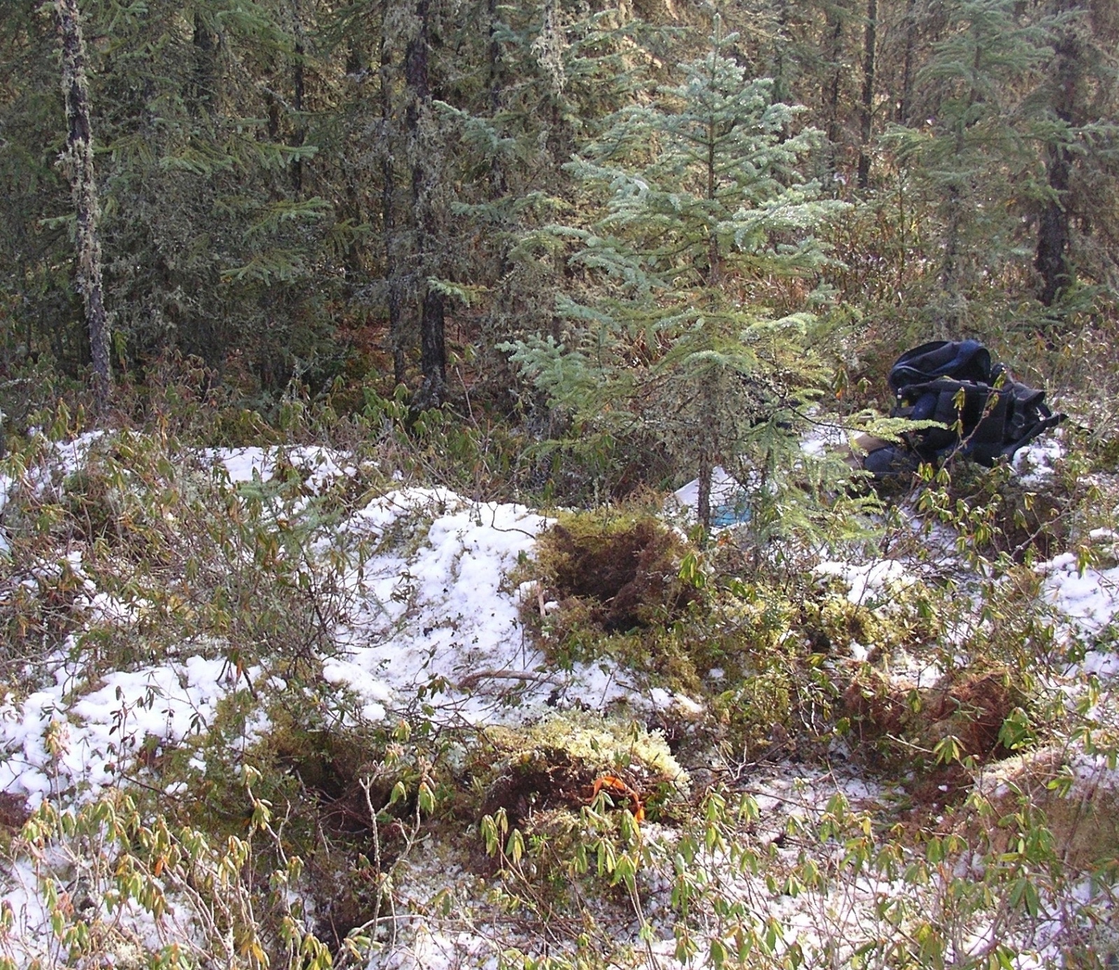 Peat hummock hibernacula for toad BEA at the boreal area
